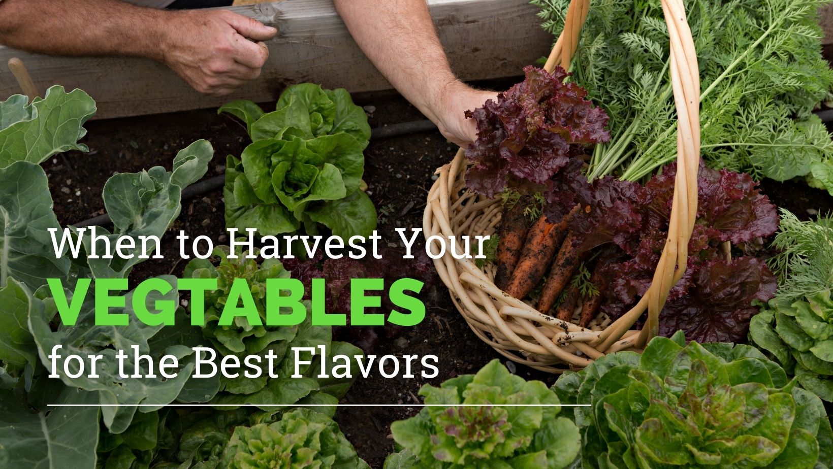 Harvesting Vegetables